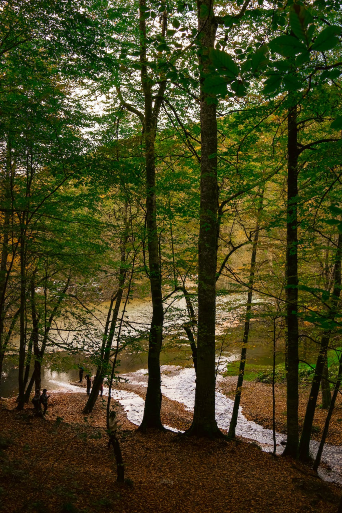 Bomen met bladeren op de grond een een rivier die door het bos loopt 